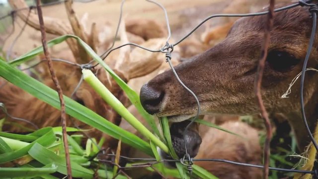 deer eating grass