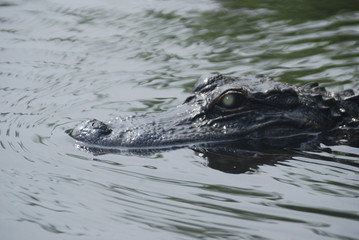 ALIGATOR