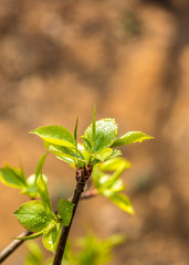 Spring sprouts, yellow-green