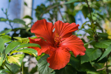 red hibiscus flower