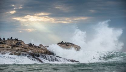 Seascape. The colony of seals on the island. The rays of the sun through the clouds in the dawn sky, the waves breaking on the rocks. False bay. South Africa.