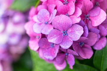 Obraz premium アジサイの花