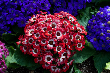 red and blue flowers