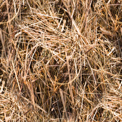 seamless dry grass of hay and straw close-up texture. background, nature.