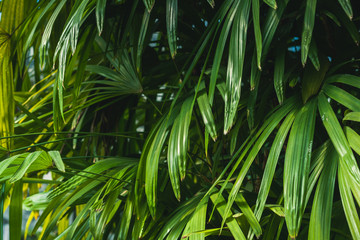 Obraz na płótnie Canvas green palm tree