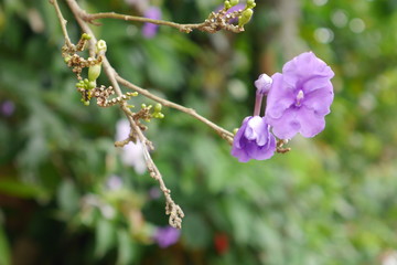 flor morada 