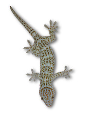 Obraz na płótnie Canvas Gecko on a separate white background.