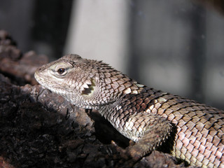 lagartija