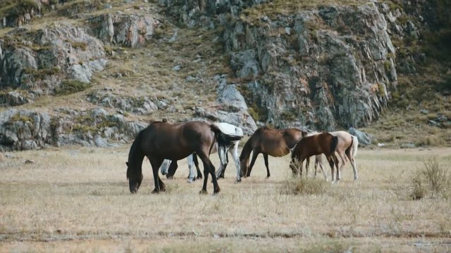 herd of horses grazing