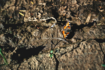 butterfly on the ground