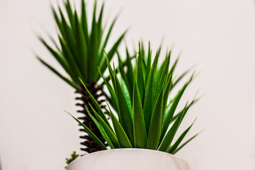 green grass in a pot isolated on white