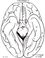 Illustration of human brain isolated on white background