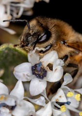 Honey Bee