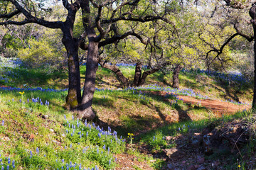 Texas Hill Country in Colorful Spring Bloom