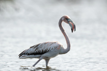 Fototapeta premium Juvenile American Flamingo or Caribbean flamingo, Scientific name: Phoenicopterus ruber ruber. Cuba.