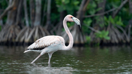 Juvenile American Flamingo or Caribbean flamingo, Scientific name: Phoenicopterus ruber ruber.  Cuba.