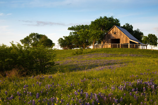 Wood Barn On The Bluebonnet Trail Near Ennis , Texas