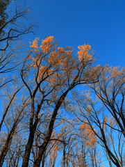 Fototapeta premium Fall Colors