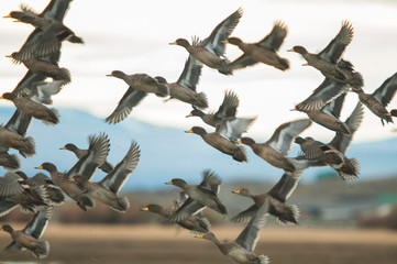 Flogk of Yellow-billed Pintails photographed at Lago Argentino, El Calafate, in the Province of Santa Cruz, Argentina.