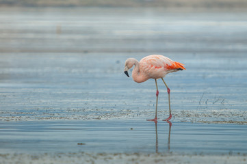 A Chilean Flamingo (Phoenicopterus chilensis) over frozen water at Lago Argentino, Santa Cruz, Argentina.
