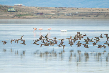 Flogk of Yellow-billed Pintails photographed at Lago Argentino, El Calafate, in the Province of Santa Cruz, Argentina.