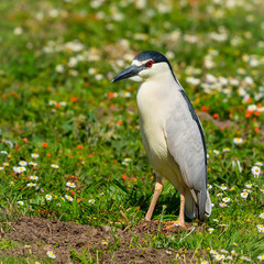 Black crowned night heron
