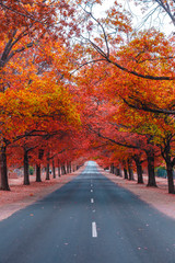 Obraz premium Beautiful Trees in Autumn Lining Streets of Town