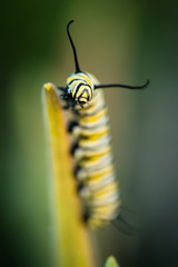 Monarch Caterpillar at top of milkweed