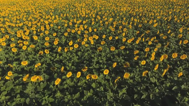 Flying over a field of blooming sunflowers