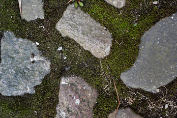 Vintage pavement with moss