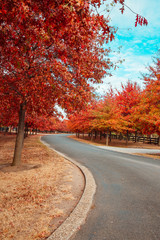 Fototapeta premium Beautiful Trees in Autumn Lining Streets of Town