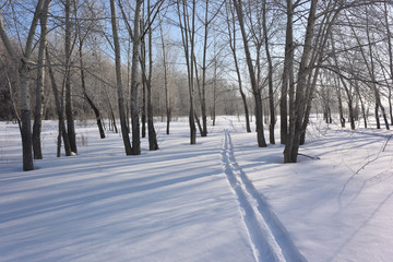 Winter Siberian forest, Omsk region
