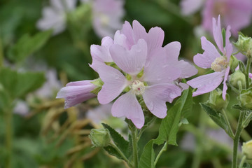 Pink flowers of Pink Musk Mallow