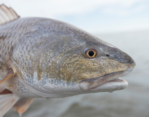 Louisiana Redfish