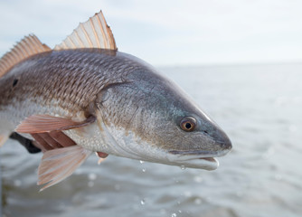 Louisiana Redfish