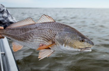 Louisiana Redfish