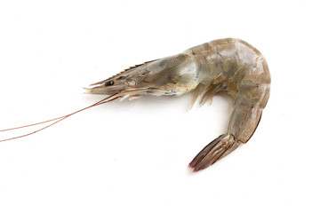 fresh shrimp isolated on white background