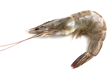 fresh shrimp isolated on white background