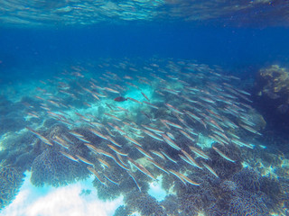 Fototapeta na wymiar a school of fish at Boulder island