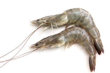 fresh shrimp isolated on white background