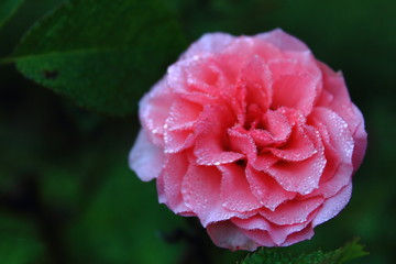 Dew on the pink rose Flower at Phu kradueng mountain ,Loei Province Thaliand