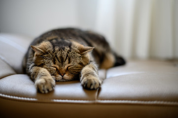 cat Cute little red kitten sleeps sleeping cat