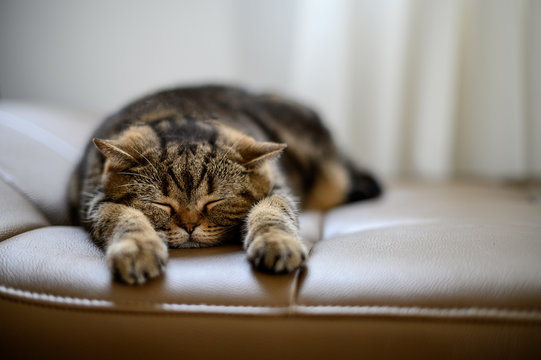 cat Cute little red kitten sleeps sleeping cat