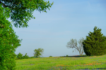View of blooming bluebonnet wildflowers in pasture along countryside near Texas Hill Country