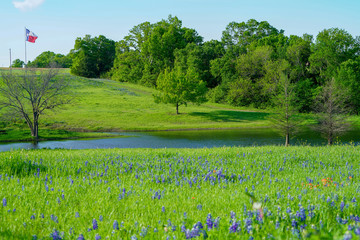 View of blooming bluebonnet wildflowers with pond and Texas flag along countryside near Texas Hill Country