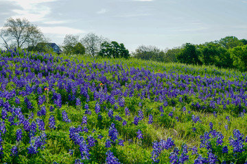 View of blooming bluebonnet wildflower field along countryside near Texas Hill Country