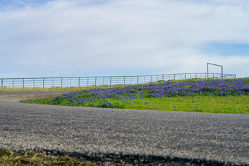 Fototapeta na wymiar View of blooming bluebonnet wildflowers along countryside road near Texas Hill Country