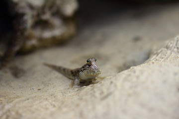 Mudskipper