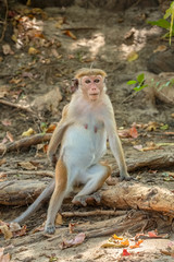 Toque Macaque (Macaca sinica), Yala National Park, Sri Lanka