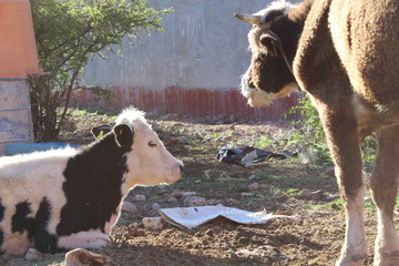 Hermanas